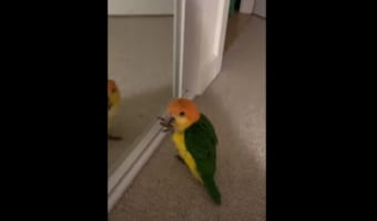 もしかして前世は関西人?飼い主さんがインコにピストルを撃つフリをすると・・・