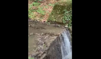 母鳥みたいに飛び込めるか！？滝の上で飛び込むのを躊躇するアヒルのヒナたち