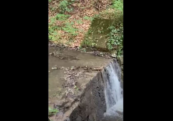 母鳥みたいに飛び込めるか！？滝の上で飛び込むのを躊躇するアヒルのヒナたち