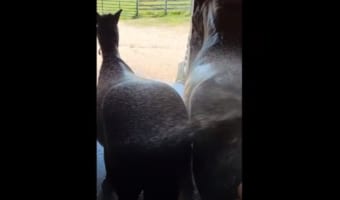 暑いので馬に水をかけていると・・・馬たちはガマンできずにおもしろい行動をとりました！