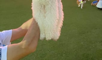 【ジワジワくる】夕陽をバックに愛犬の写真を撮ったら・・・、なんだか合成写真感がすごいことに!!