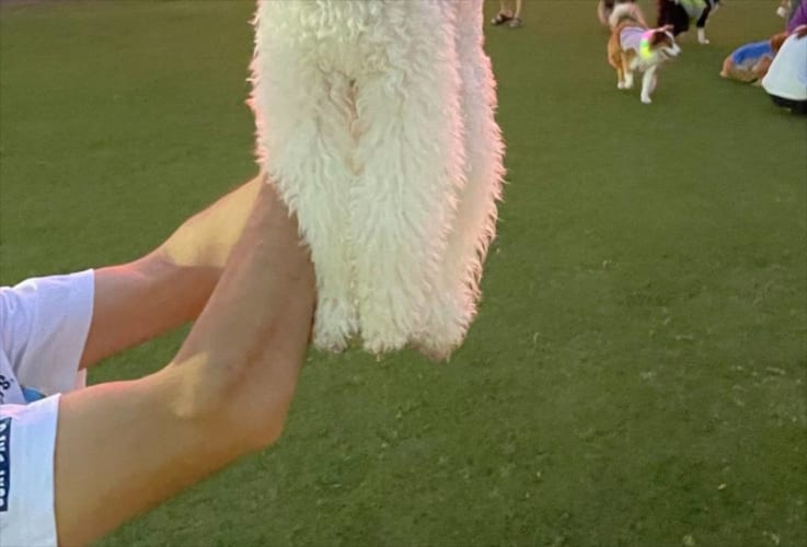 【ジワジワくる】夕陽をバックに愛犬の写真を撮ったら・・・、なんだか合成写真感がすごいことに！！