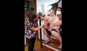 爪をお手入れ中のペットのブタさん。抱えられている姿がとてもかわいい