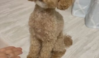 お手の練習をしていたらかわいい乱入者がやってきた!「僕はできるけど?」と言わんばかりのドヤ顔がたまらない!