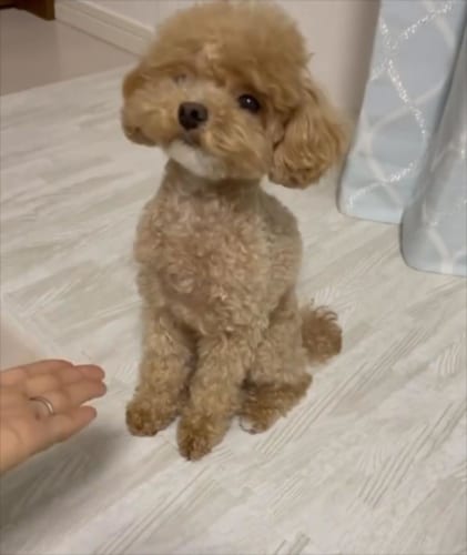 お手の練習をしていたらかわいい乱入者がやってきた！「僕はできるけど？」と言わんばかりのドヤ顔がたまらない！