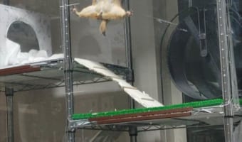 これは金メダル!プレーリードッグがまるで体操選手のようなパフォーマンスを見せる!