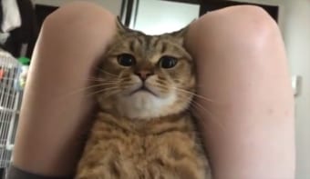 いったい何をしにきたの？？ 筋トレ中にお腹の上に乗ってきたネコ。目線を変える瞬間も必見のかわいさ！！