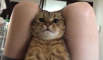 いったい何をしにきたの?? 筋トレ中にお腹の上に乗ってきたネコ。目線を変える瞬間も必見のかわいさ!!