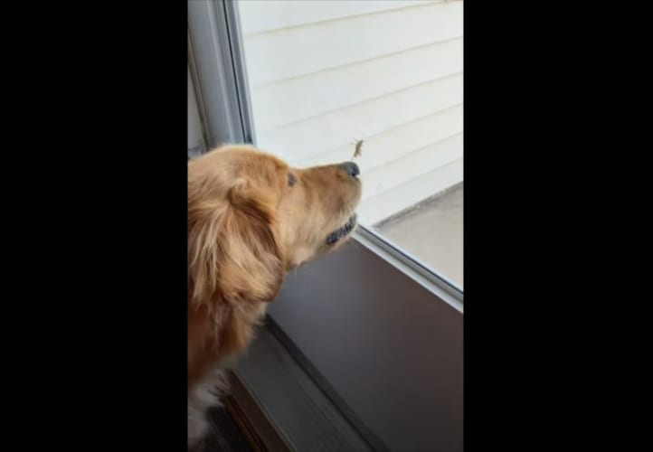 何をしてもダメだワン！窓の外にいるバッタを口に入れようと必死なワンコの姿がい愛らしい