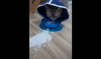 【まるでコント】ミルクを夢中で飲んでいるネコ。しかし、その勢いのため向かいにいたネコの顔がスゴいことに！