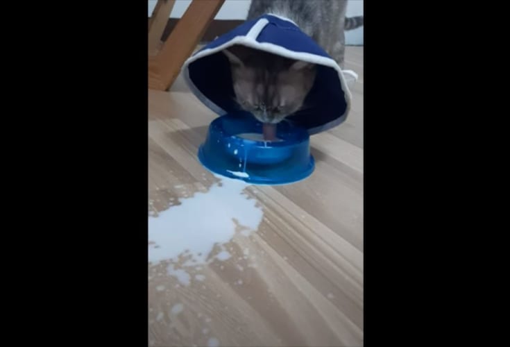 【まるでコント】ミルクを夢中で飲んでいるネコ。しかし、その勢いのため向かいにいたネコの顔がスゴいことに！