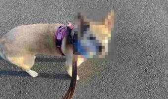 散歩に出かけたものの10分で帰宅したワンコ。その時に見せた表情ときたらもう！