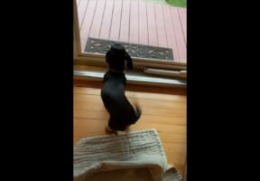 大好きなおじいさんがやって来た！尻尾が取れそうな勢いで振りまくるワンコ【これぞまさに狂喜乱舞】