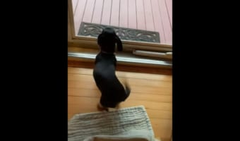 大好きなおじいさんがやって来た！尻尾が取れそうな勢いで振りまくるワンコ【これぞまさに狂喜乱舞】