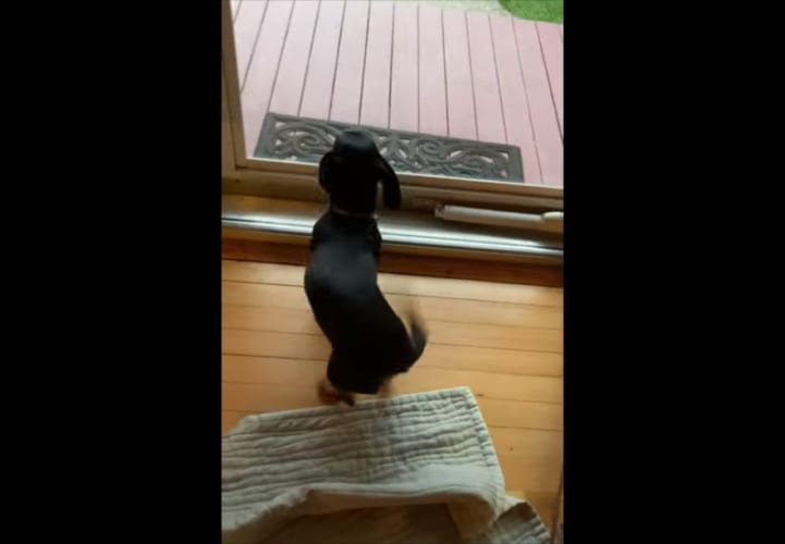 大好きなおじいさんがやって来た！尻尾が取れそうな勢いで振りまくるワンコ【これぞまさに狂喜乱舞】