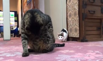 目の前にいたニャンコにジャンピングアタック！しかし襲撃犯ともいうべきニャンコは素知らぬ顔でその場を去りました・・・