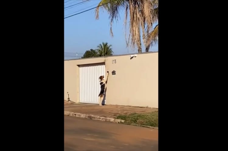 インターホンを押して家に入っていく器用な犬。その立ち姿や行動がまるで人間みたい！