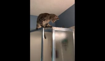 申し訳ないけど笑えてしまう。ドアが徐々に開いていき、落下しそうになって焦るネコ