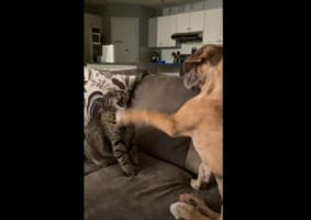 イヌからちょっかいを駆けられ続けるにネコ。やられっぱなしかと思いきや、強烈なカウンターを炸裂させました！