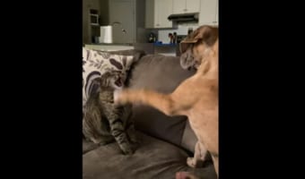 イヌからちょっかいを駆けられ続けるにネコ。やられっぱなしかと思いきや、強烈なカウンターを炸裂させました!