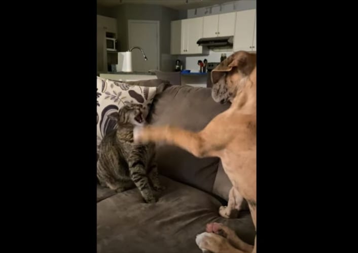 イヌからちょっかいを駆けられ続けるにネコ。やられっぱなしかと思いきや、強烈なカウンターを炸裂させました！