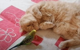 「絶対起きたくニャい！」お友達がちょっかいをかけてきてもひたすら眠り続けるマイペースすぎるおネコ様