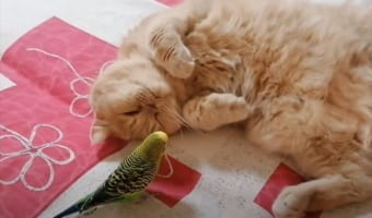「絶対起きたくニャい!」お友達がちょっかいをかけてきてもひたすら眠り続けるマイペースすぎるおネコ様