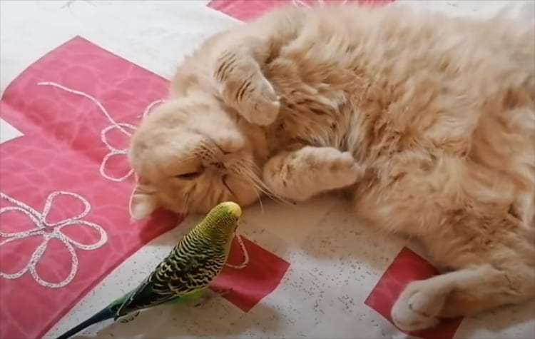 「絶対起きたくニャい！」お友達がちょっかいをかけてきてもひたすら眠り続けるマイペースすぎるおネコ様