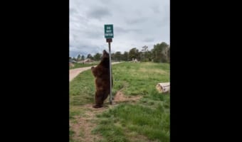 背中がかゆい？ポールに背中をこすりつけるクマ。その動きがなんだかセクシー？