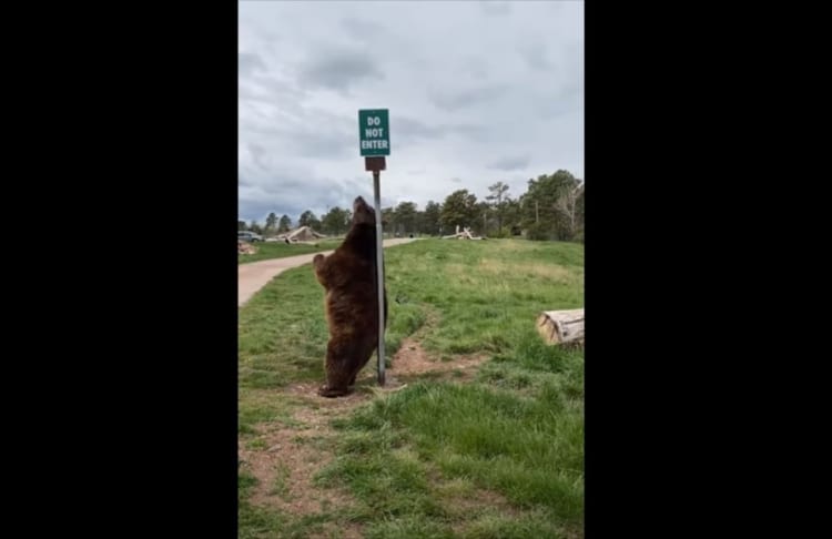 背中がかゆい？ポールに背中をこすりつけるクマ。その動きがなんだかセクシー？