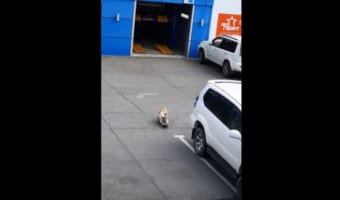 子供が駐車場で遊んでいると思って窓の外を見たら・・・スケボーを実際にしていたのはイヌでした!