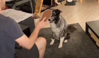あまりにも臭かった?!飼い主の靴の中を嗅いだワンコが見せたリアクションとは?