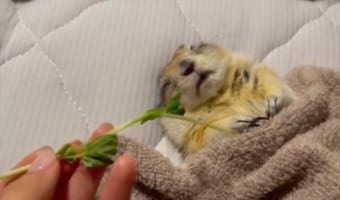 無我夢中とは正にこのこと？豆苗を口元にあてがうと・・・寝ていたはずなのにモグモグ開始！