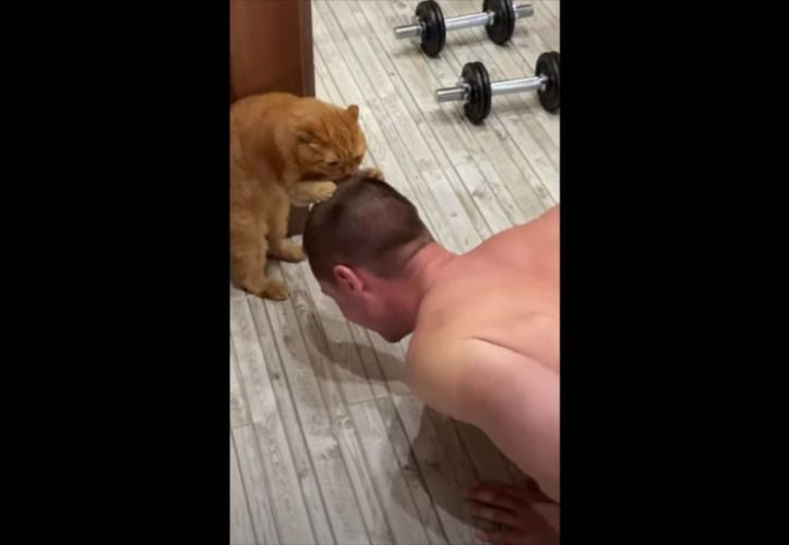 頑張るんだニャン！腕立て伏せを手伝うネコちゃんがまるでトレーナーみたい！！