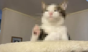 後光が射していそう!薬師如来像のような趣があるおネコ様の姿に、つい拝みたくなる