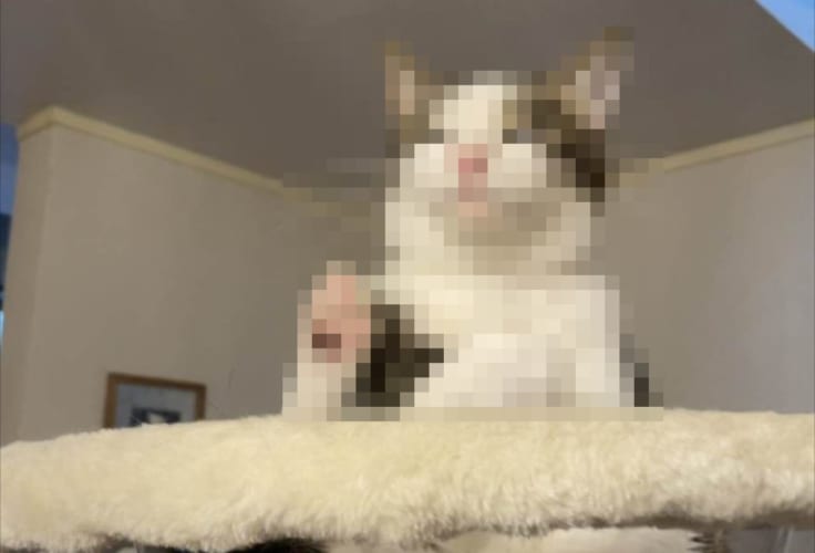 後光が射していそう！薬師如来像のような趣があるおネコ様の姿に、つい拝みたくなる