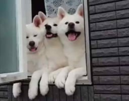 「早く来てほしいワン！」小学生の通学班が通りかかるのを今か今かと待つ秋田犬たちがかわいすぎる！