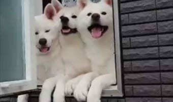 「早く来てほしいワン!」小学生の通学班が通りかかるのを今か今かと待つ秋田犬たちがかわいすぎる!