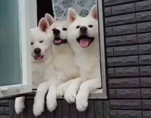 「早く来てほしいワン！」小学生の通学班が通りかかるのを今か今かと待つ秋田犬たちがかわいすぎる！