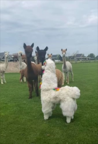 「仲間だよね？」アルパカの置き物に恐る恐る近づくアルパカたち。そのリアクションが面白い