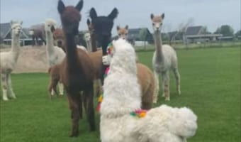 「仲間だよね？」アルパカの置き物に恐る恐る近づくアルパカたち。そのリアクションが面白い