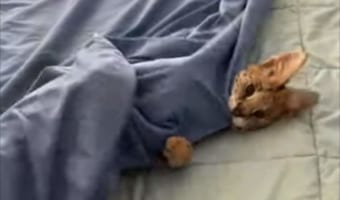 「布団から出たくない・・・」ベッドを整えたいのにペットのサーバルキャットが起きてくれない