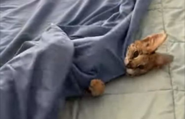 「布団から出たくない・・・」ベッドを整えたいのにペットのサーバルキャットが起きてくれない