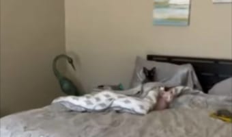 まるで王様？ベッドに座るネコ様が貫禄がありすぎ！！