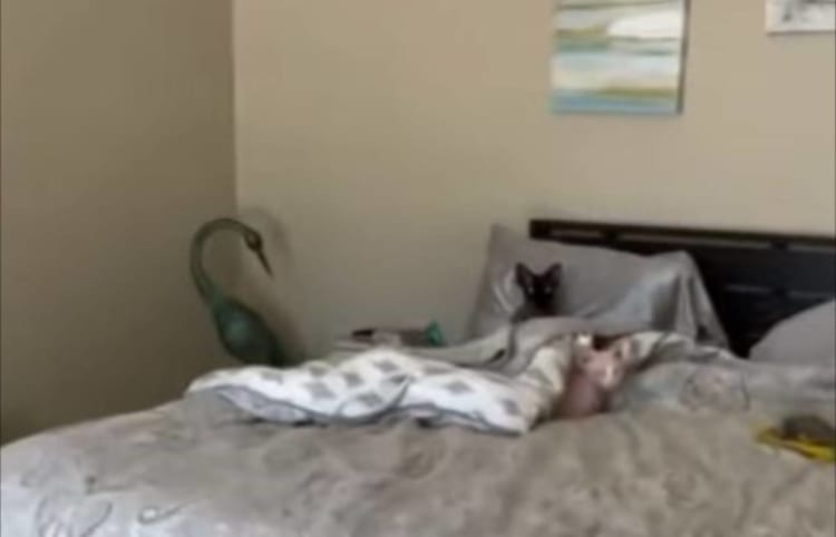 まるで王様？ベッドに座るネコ様が貫禄がありすぎ！！