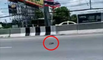 交通量の多い道路の真ん中に子猫が!ハラハラの救出劇の映像!心優しい男性に見つけてもらえて良かった