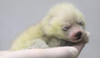 静岡市立日本平動物園にレッサーパンダの赤ちゃんが誕生しました!【一般公開は11月開始予定】