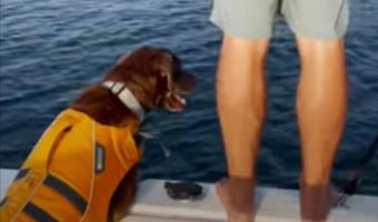 なかなか飛び込もうとしなかった男性のせい？一緒に待機していたイヌに思わぬハプニングが！！