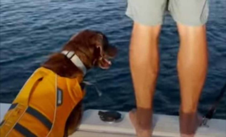 なかなか飛び込もうとしなかった男性のせい？一緒に待機していたイヌに思わぬハプニングが！！