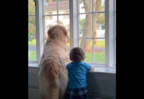 その背中からストーリーを感じる・・・。ワンコと子どもが一緒に窓から外を眺める様子がまるで兄弟のよう